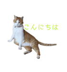 可愛い猫の使いやすいスタンプ（個別スタンプ：2）