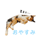 可愛い猫の使いやすいスタンプ（個別スタンプ：3）