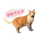 可愛い猫の使いやすいスタンプ（個別スタンプ：4）