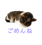 可愛い猫の使いやすいスタンプ（個別スタンプ：5）