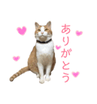 可愛い猫の使いやすいスタンプ（個別スタンプ：6）