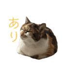 可愛い猫の使いやすいスタンプ（個別スタンプ：7）