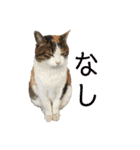 可愛い猫の使いやすいスタンプ（個別スタンプ：8）