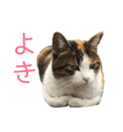 可愛い猫の使いやすいスタンプ（個別スタンプ：9）