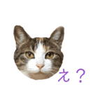 可愛い猫の使いやすいスタンプ（個別スタンプ：11）