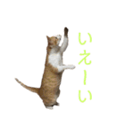 可愛い猫の使いやすいスタンプ（個別スタンプ：14）