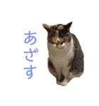 可愛い猫の使いやすいスタンプ（個別スタンプ：15）