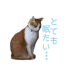 可愛い猫の使いやすいスタンプ（個別スタンプ：16）