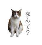 可愛い猫の使いやすいスタンプ（個別スタンプ：17）