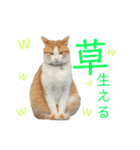 可愛い猫の使いやすいスタンプ（個別スタンプ：18）