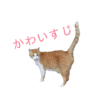 可愛い猫の使いやすいスタンプ（個別スタンプ：20）