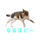 可愛い猫の使いやすいスタンプ（個別スタンプ：21）