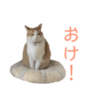 可愛い猫の使いやすいスタンプ（個別スタンプ：22）