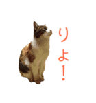 可愛い猫の使いやすいスタンプ（個別スタンプ：23）