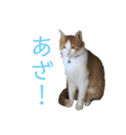 可愛い猫の使いやすいスタンプ（個別スタンプ：24）