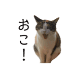 可愛い猫の使いやすいスタンプ（個別スタンプ：25）