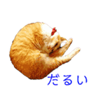 可愛い猫の使いやすいスタンプ（個別スタンプ：26）