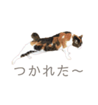 可愛い猫の使いやすいスタンプ（個別スタンプ：27）