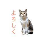 可愛い猫の使いやすいスタンプ（個別スタンプ：28）