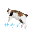 可愛い猫の使いやすいスタンプ（個別スタンプ：29）