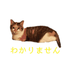 可愛い猫の使いやすいスタンプ（個別スタンプ：30）