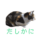 可愛い猫の使いやすいスタンプ（個別スタンプ：31）