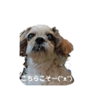癒しのシーズーのくぅ〜②（個別スタンプ：5）