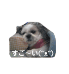 癒しのシーズーのくぅ〜②（個別スタンプ：9）