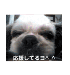癒しのシーズーのくぅ〜②（個別スタンプ：11）