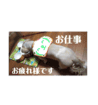 癒しのシーズーのくぅ〜②（個別スタンプ：19）