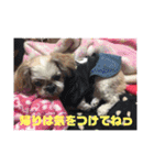 癒しのシーズーのくぅ〜②（個別スタンプ：25）