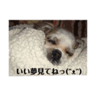 癒しのシーズーのくぅ〜②（個別スタンプ：34）