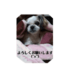 癒しのシーズーのくぅ〜②（個別スタンプ：36）