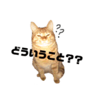 うちのろあちゃん。（個別スタンプ：7）