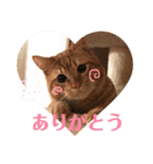 うちのろあちゃん。（個別スタンプ：9）