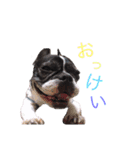 フレブル のんたん（個別スタンプ：15）