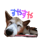 あやちっぷのスタンプ（個別スタンプ：7）