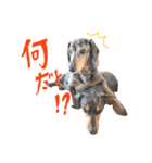 愛犬 スタンプ # 1（個別スタンプ：6）