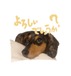 愛犬 スタンプ # 1（個別スタンプ：7）