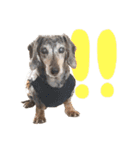 愛犬 スタンプ # 1（個別スタンプ：10）
