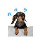 愛犬 スタンプ # 1（個別スタンプ：11）