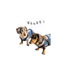 愛犬 スタンプ # 1（個別スタンプ：12）