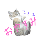猫で返信スタンプ（個別スタンプ：1）