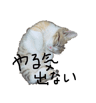 猫で返信スタンプ（個別スタンプ：2）