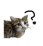 猫で返信スタンプ（個別スタンプ：3）