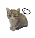 猫で返信スタンプ（個別スタンプ：4）