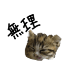 猫で返信スタンプ（個別スタンプ：5）