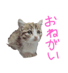 猫で返信スタンプ（個別スタンプ：6）