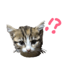猫で返信スタンプ（個別スタンプ：7）