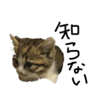 猫で返信スタンプ（個別スタンプ：8）